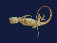 Short-legged japalura Collection Image, Figure 1, Total 7 Figures